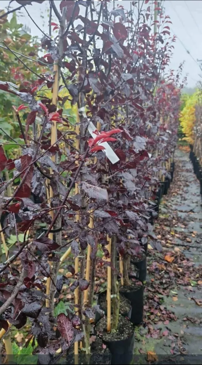 Potted large tree s for sale - Image 1
