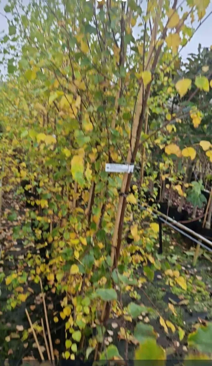 Potted large tree s for sale - Image 2