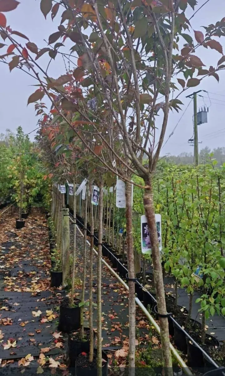 Potted large tree s for sale - Image 3