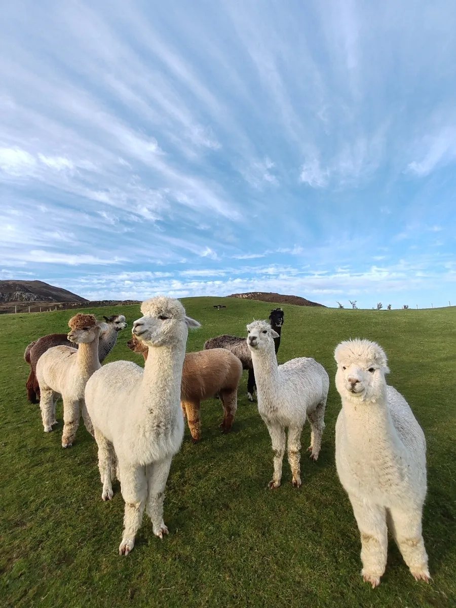 Male Alpacas For Sale - Image 1