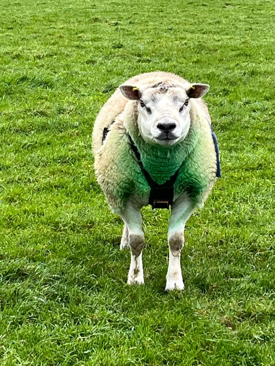 PBNR Texel Ram - Image 2