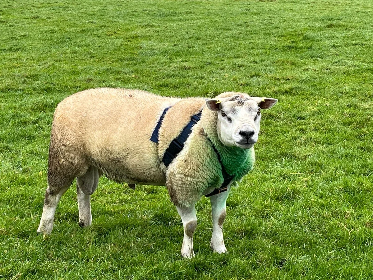 PBNR Texel Ram - Image 1