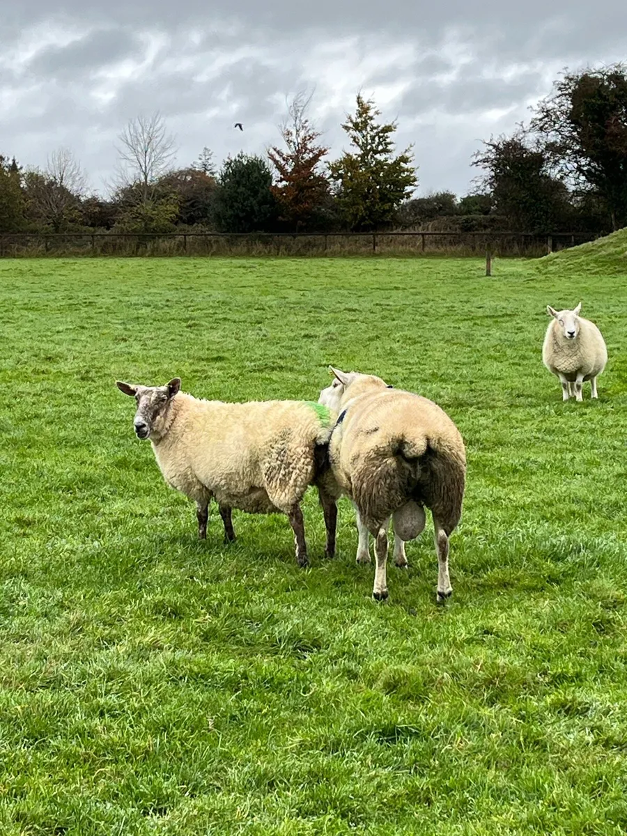 PBNR Texel Ram - Image 3