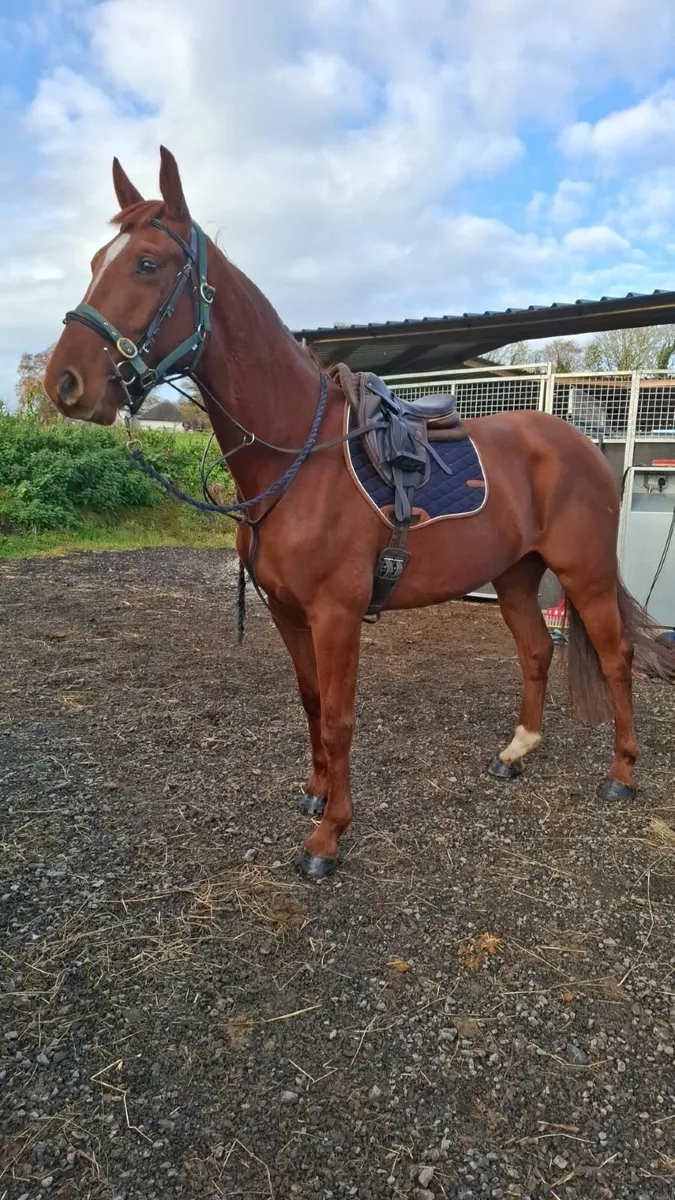 ISH Gelding - Image 1