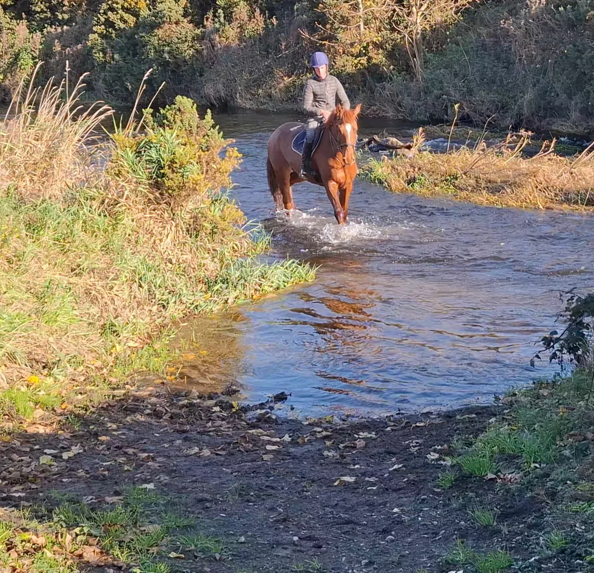 ISH Gelding - Image 2