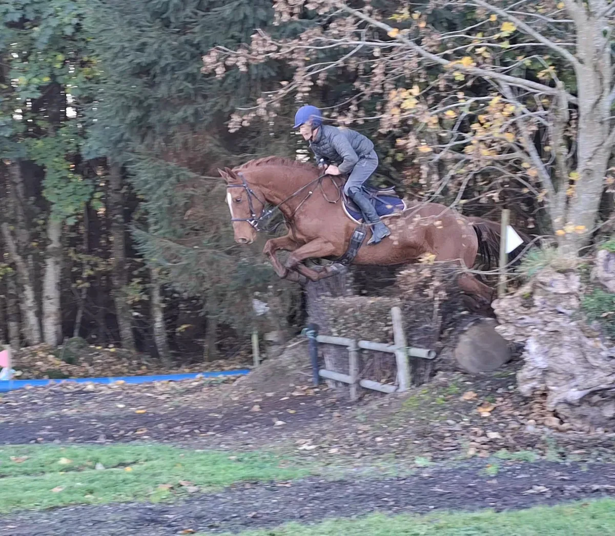 ISH Gelding - Image 4