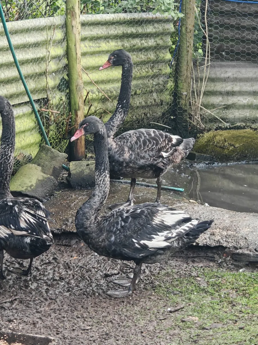 Black swans - Image 1