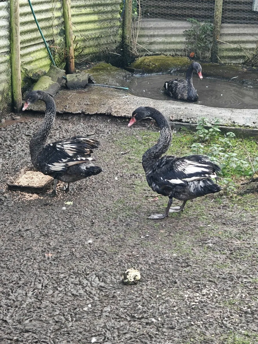Black swans - Image 3