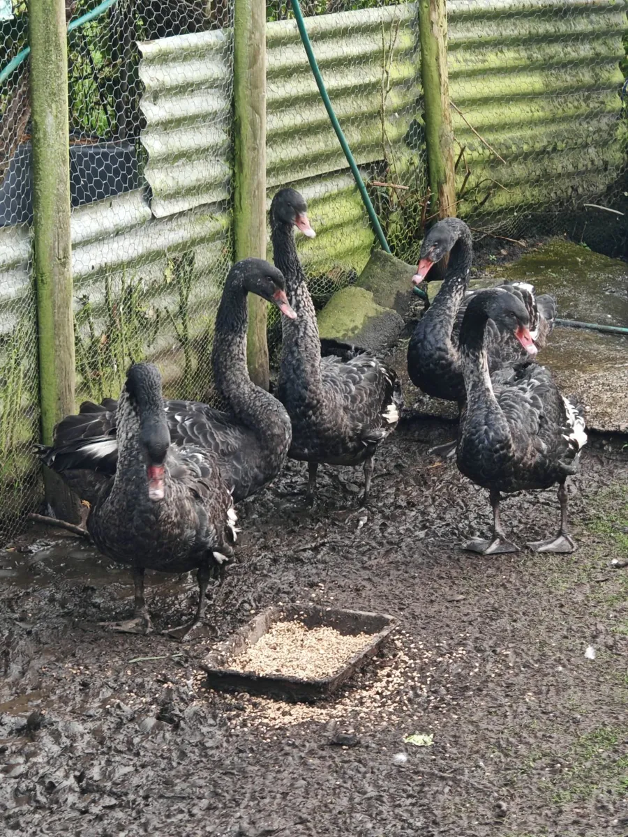 Black swans - Image 4