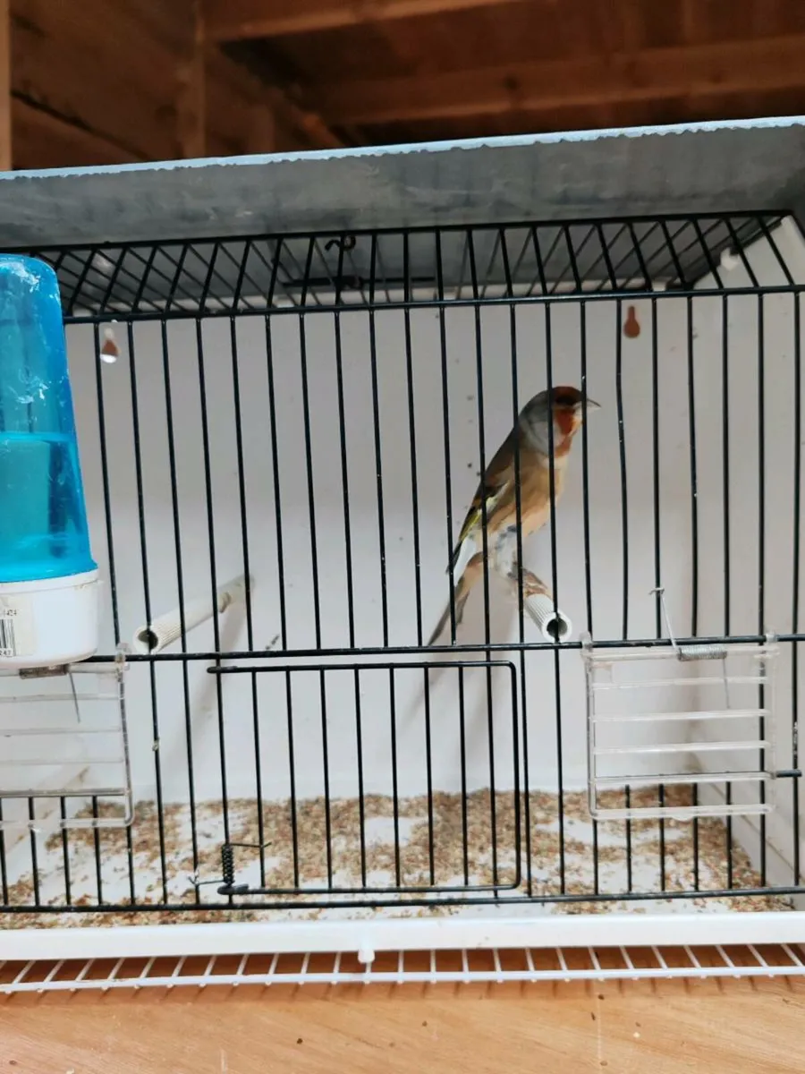 Canary birds X Finch - Image 1