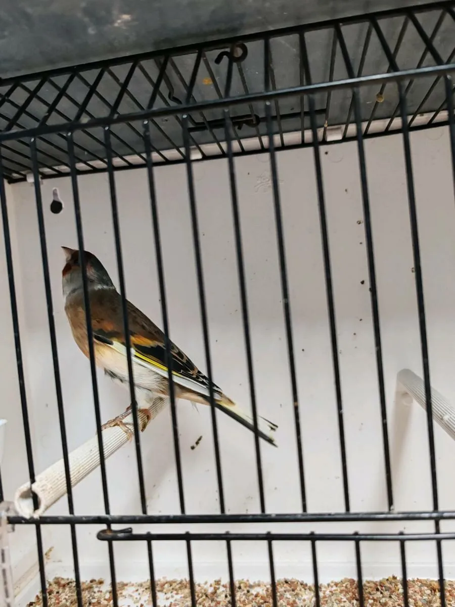 Canary birds X Finch - Image 2