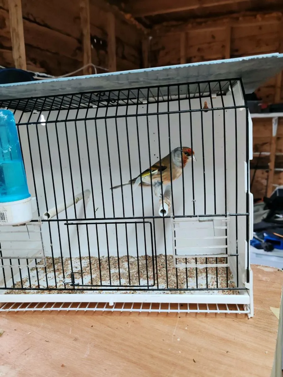 Canary birds X Finch - Image 3