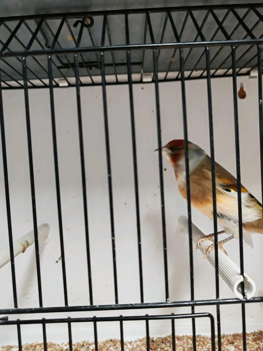 Canary birds X Finch - Image 4