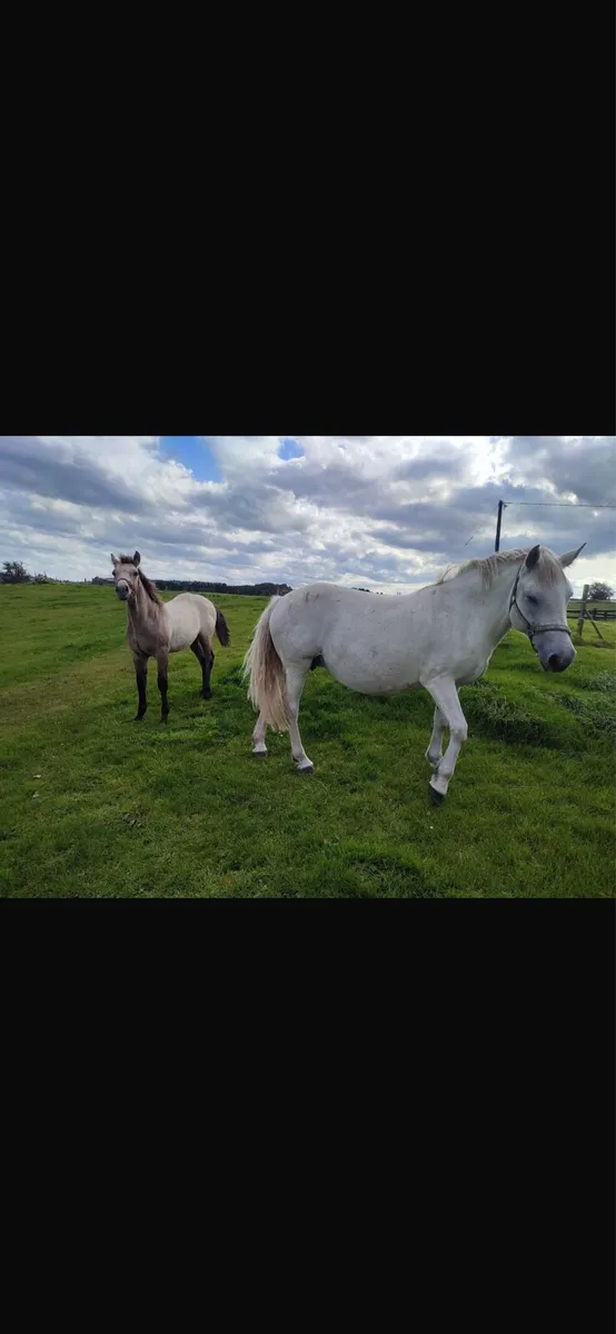 Connemara colt - Image 3