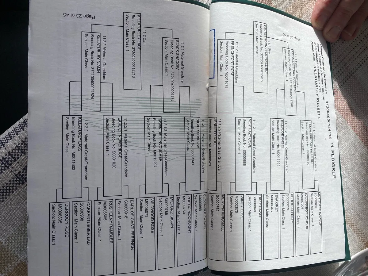 Connemara colt - Image 4