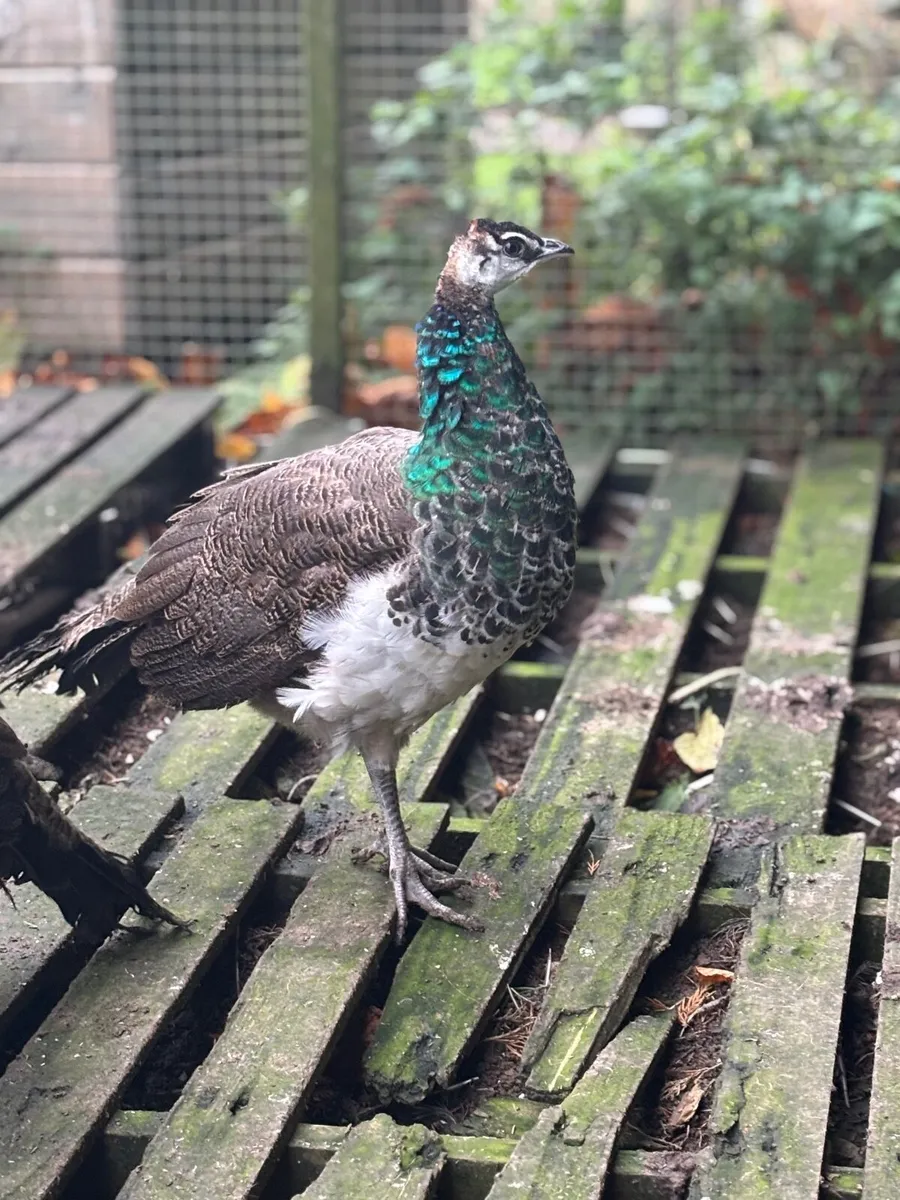 Peafowl - Image 4