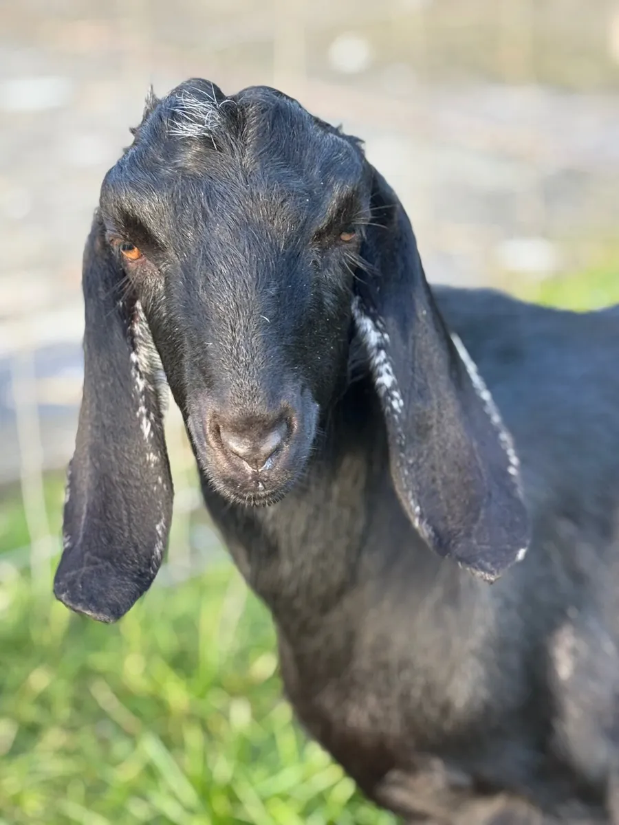Anglo Nubian male - Image 1