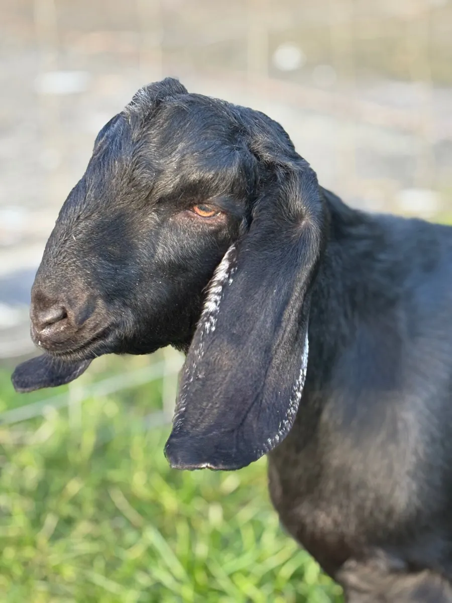 Anglo Nubian male - Image 2