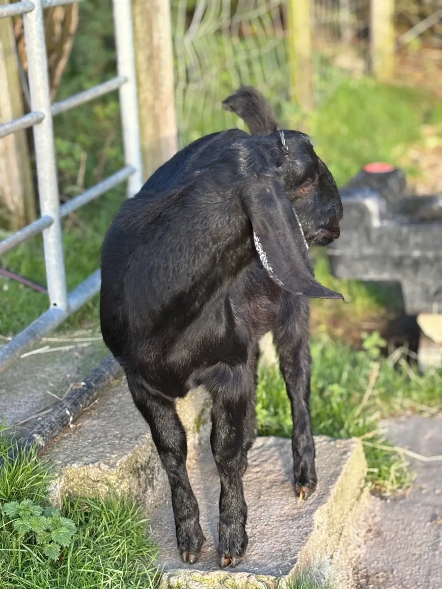Anglo Nubian male - Image 3
