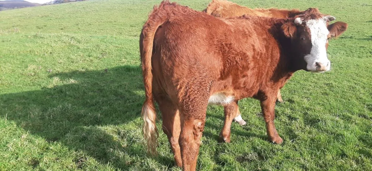 In-calf heifers - Image 2