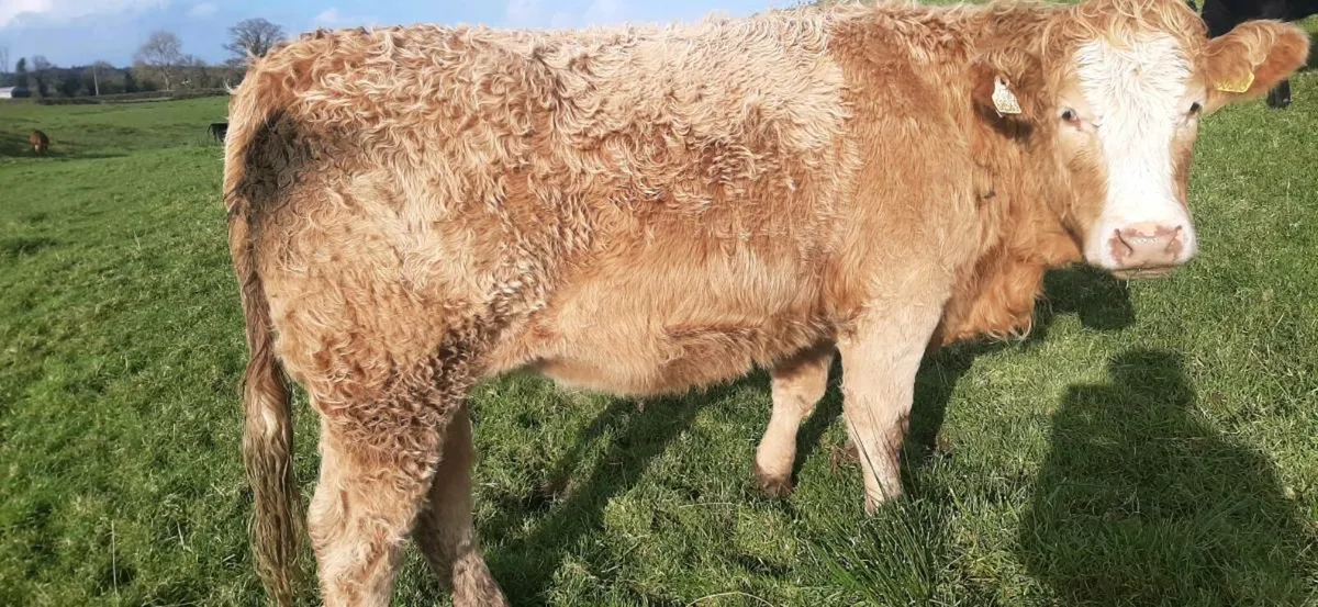 In-calf heifers - Image 3