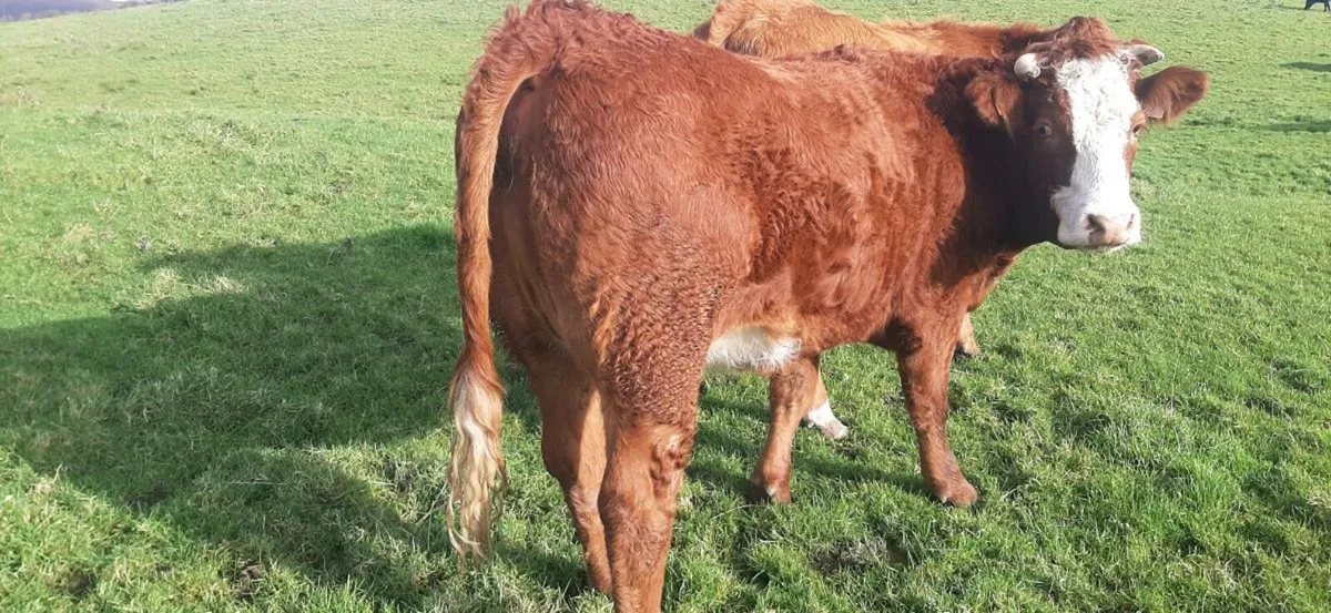 In-calf heifers - Image 4