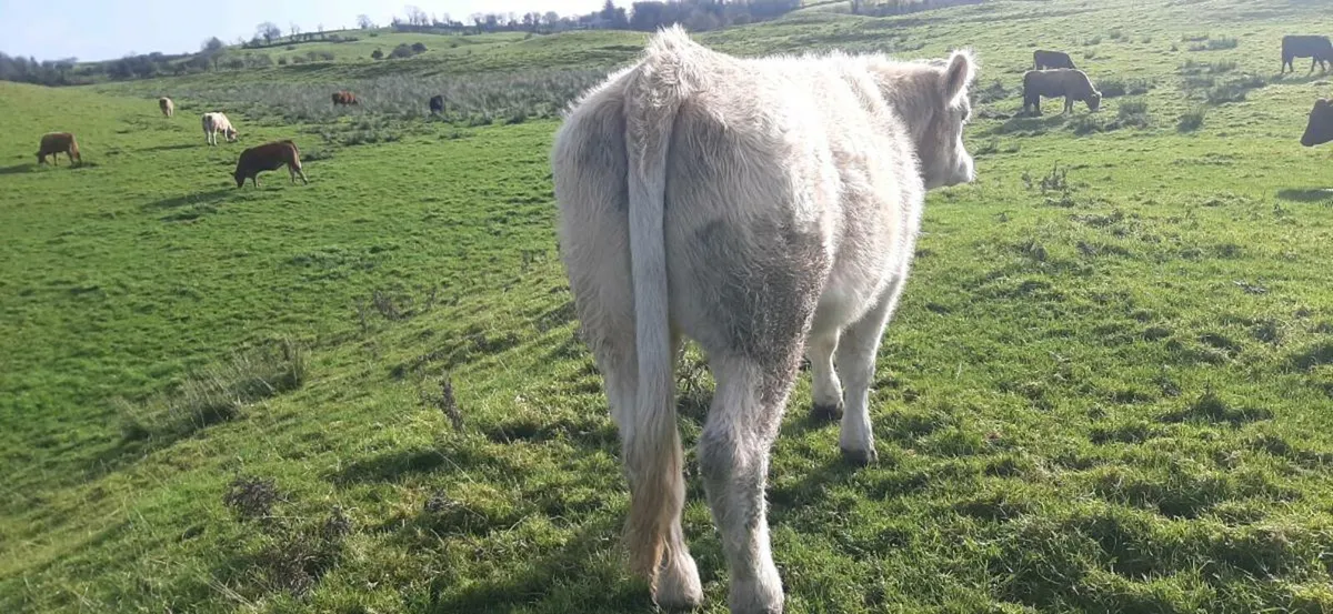 2 In-calf heifers - Image 3