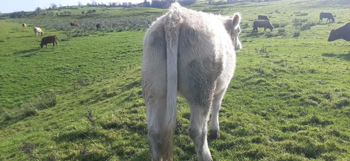 3 In-calf heifers - Image 2