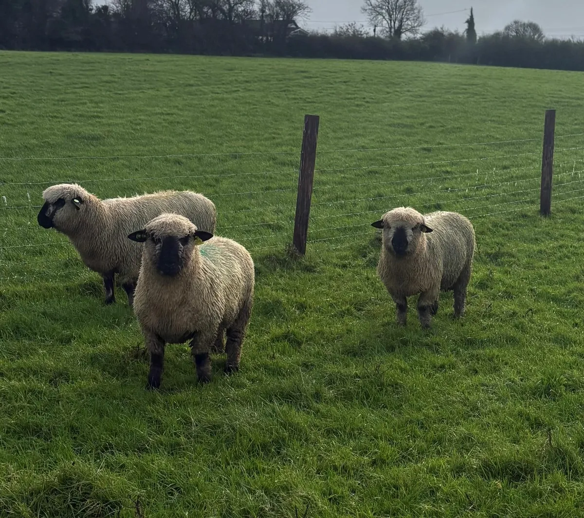Hampshire Down Ram Lambs for Sale - Image 4