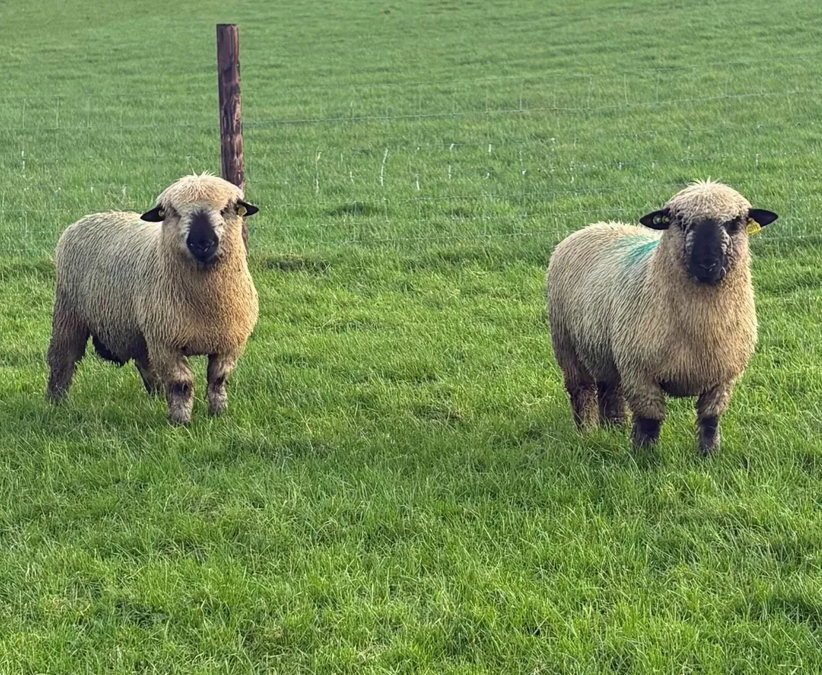 Hampshire Down Ram Lambs for Sale - Image 1