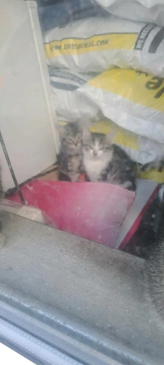 Kittens - Image 2