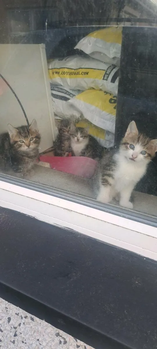 Kittens - Image 4