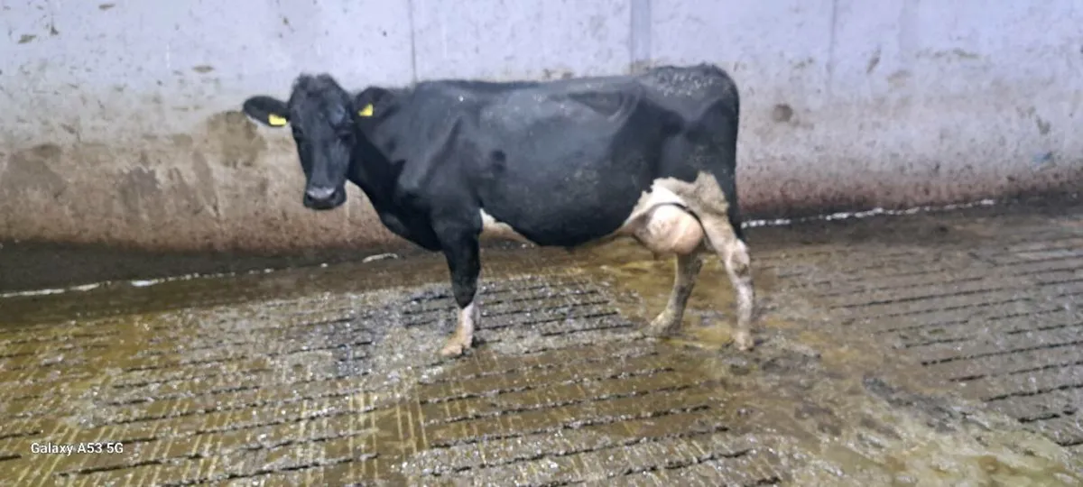 Dairy cows - Image 1