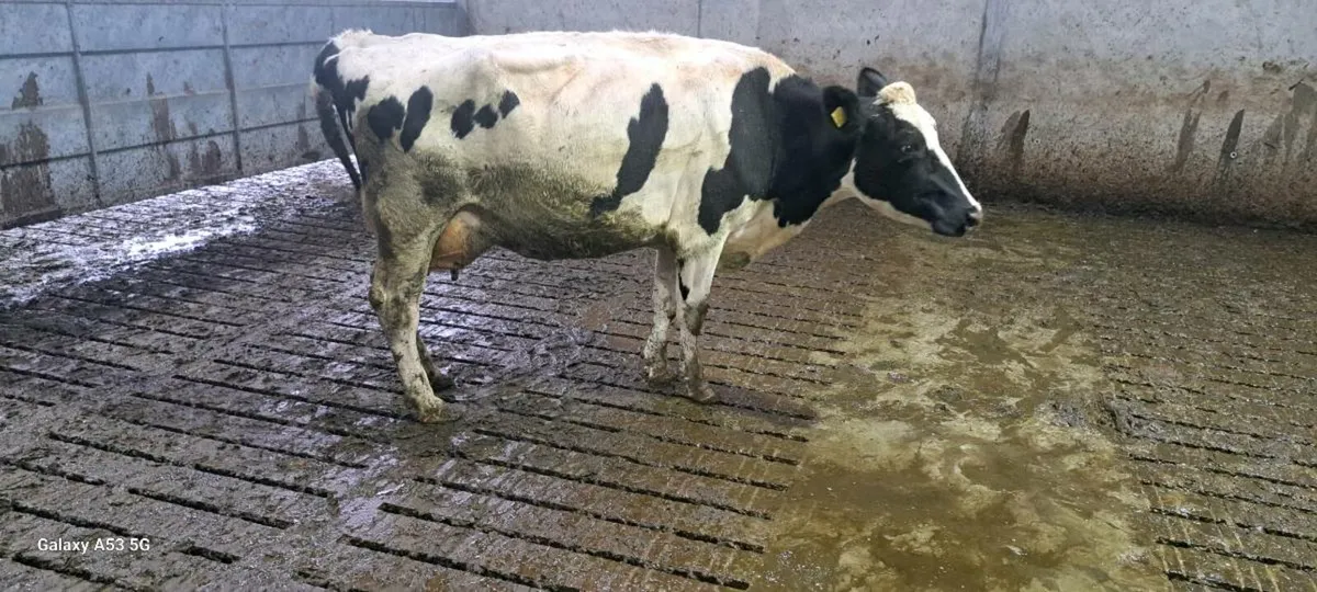 Dairy cows - Image 2