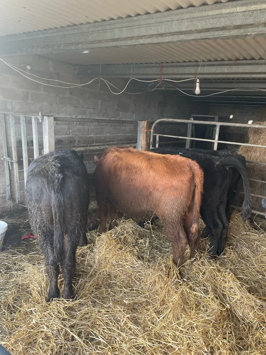 Weanlingheifers - Image 1