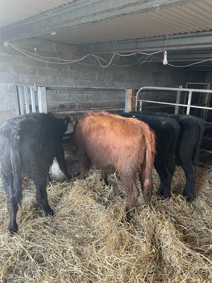 Weanlingheifers - Image 2