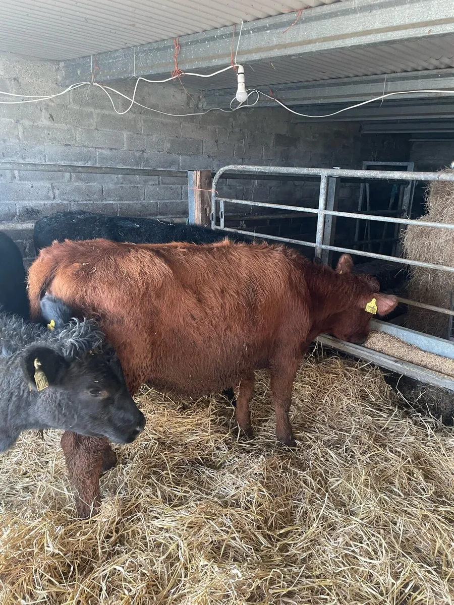 Weanlingheifers - Image 3