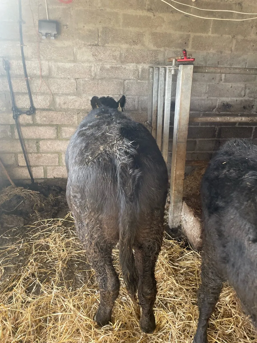 Weanlingheifers - Image 4