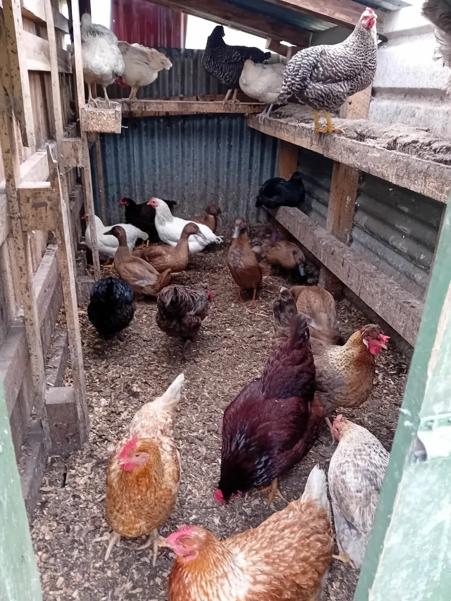 Poultry hens - Image 2