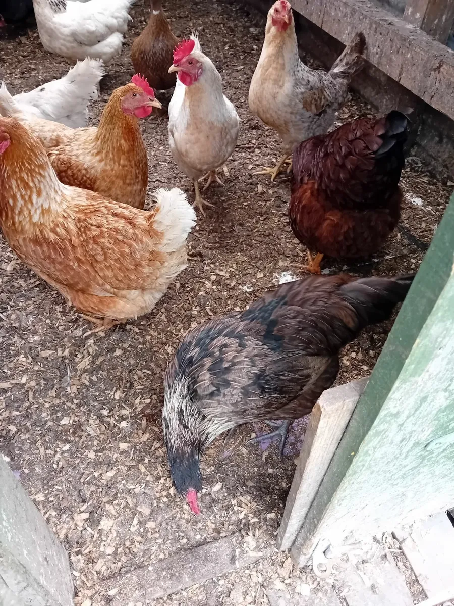 Poultry hens - Image 3