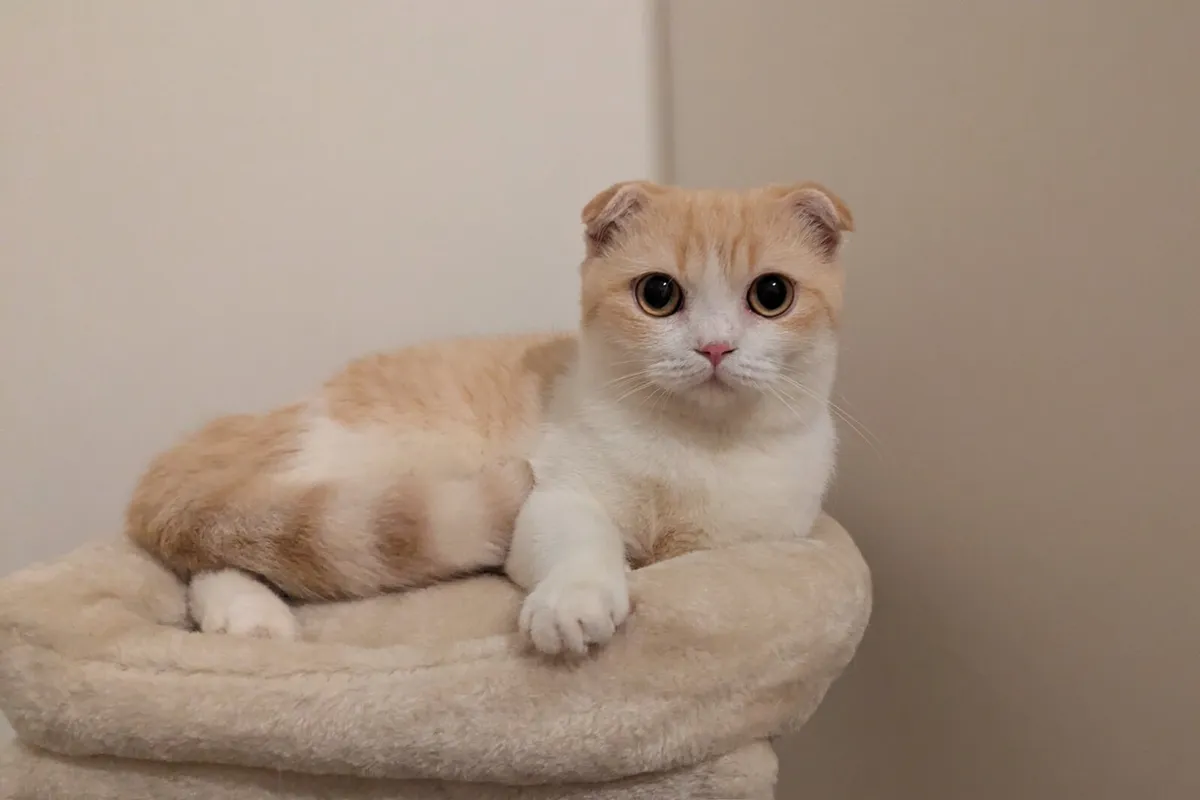 Ginger Scottish Fold kitten - Image 1