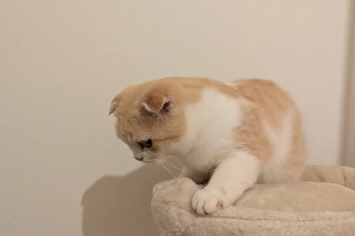 Ginger Scottish Fold kitten - Image 2