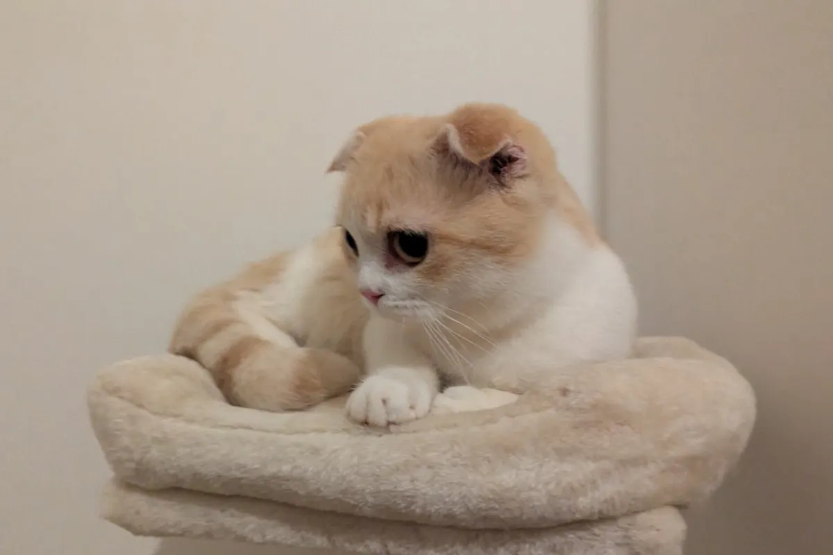 Ginger Scottish Fold kitten - Image 3