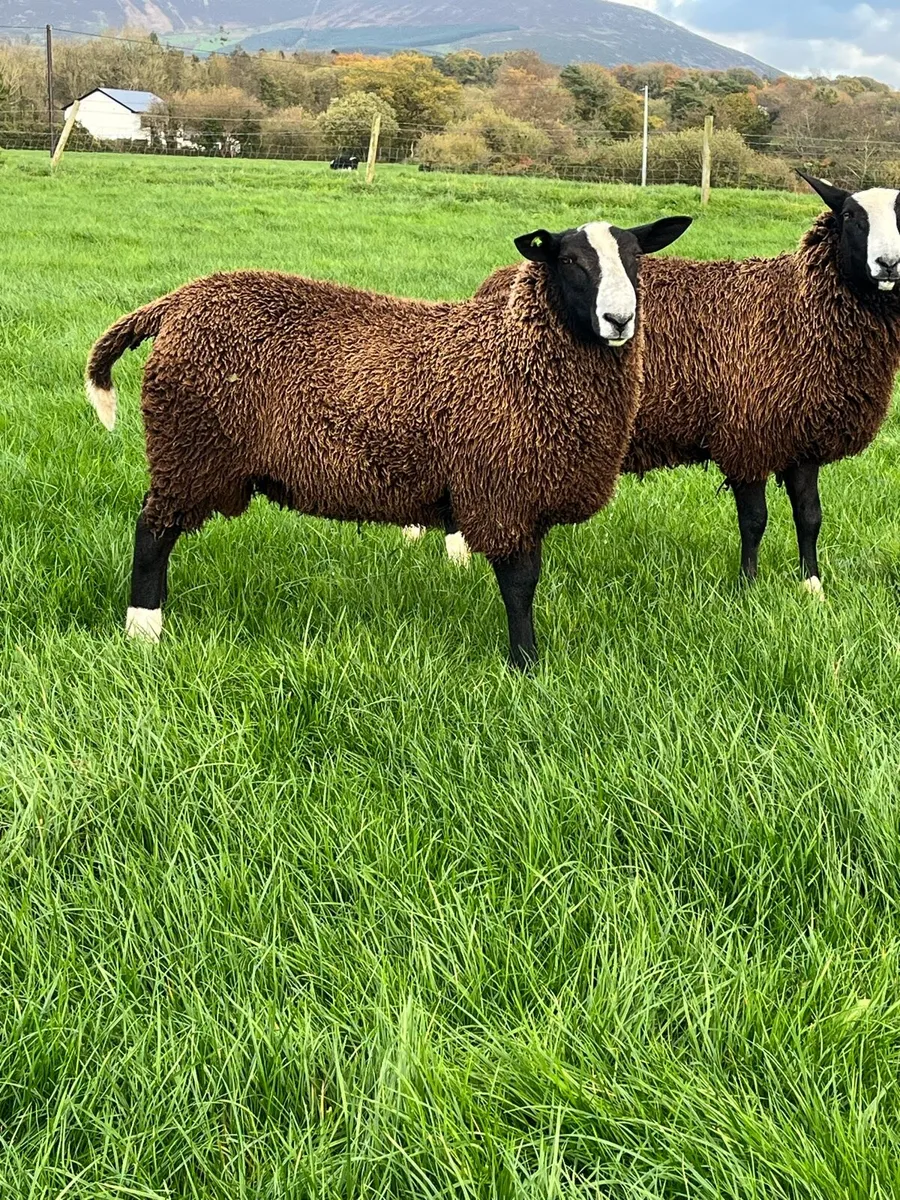 Pedigree Zwartbles - Image 1