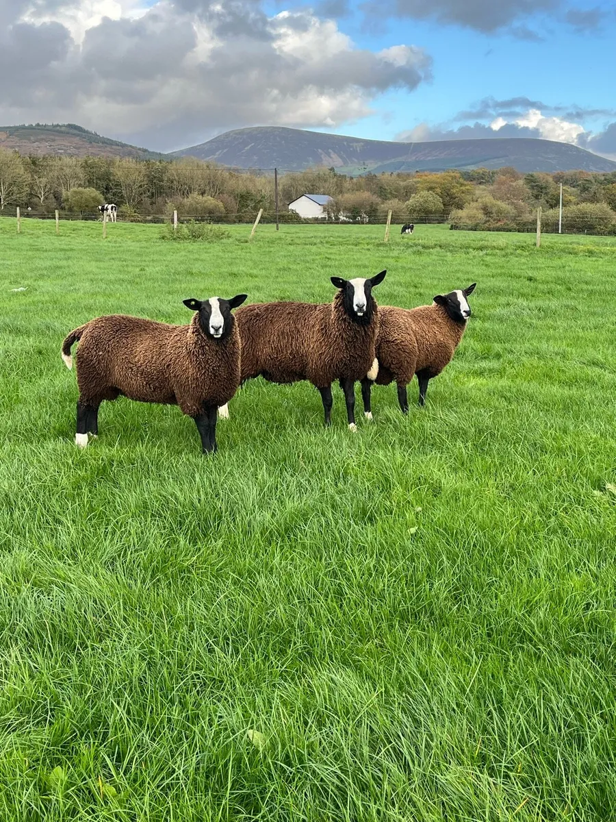 Pedigree Zwartbles - Image 2