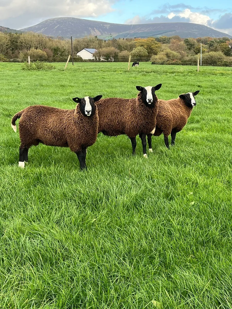 Pedigree Zwartbles - Image 3