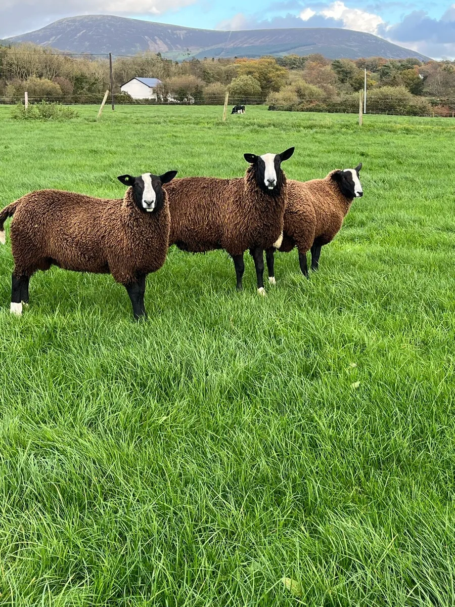 Pedigree Zwartbles - Image 4