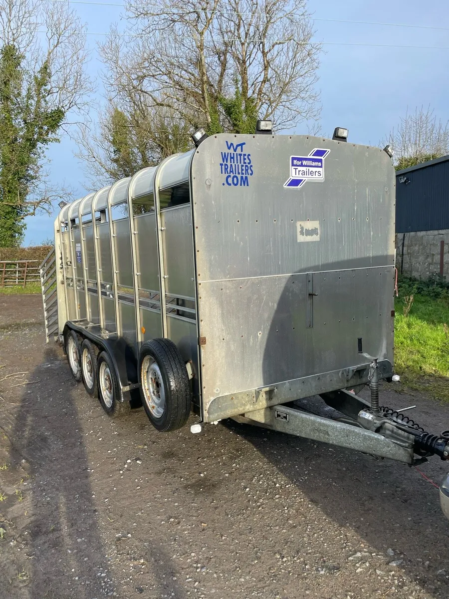Ifor williams Cattle trailer - Image 3
