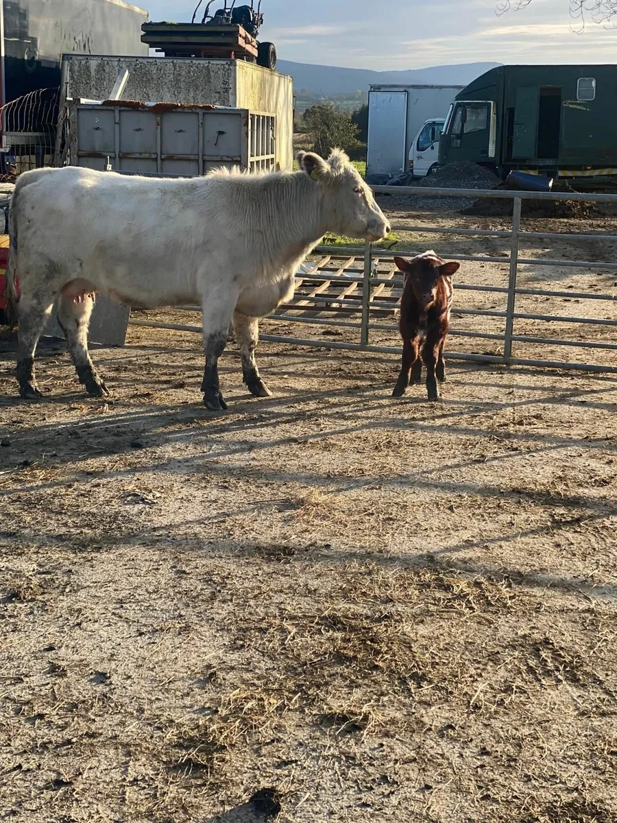 COW & CALF - Image 1