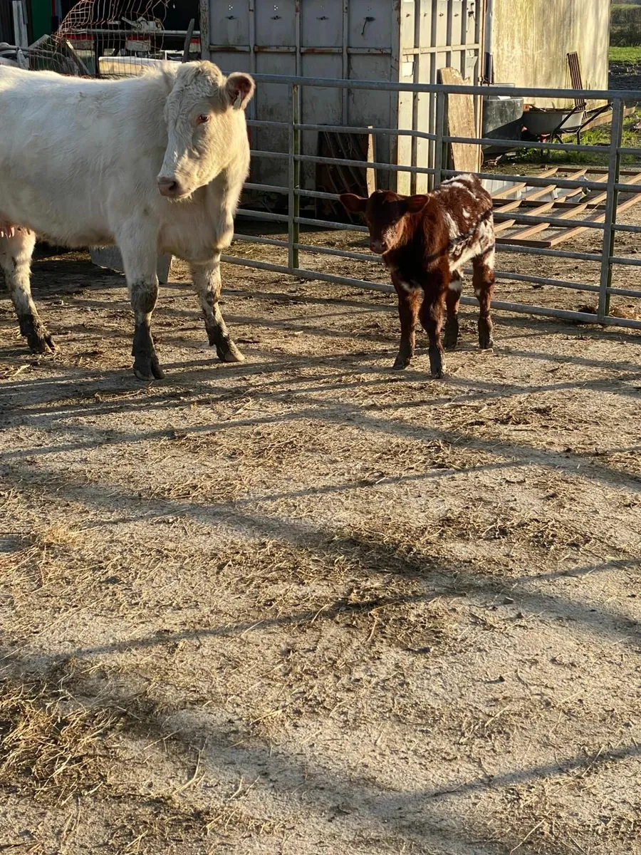 COW & CALF - Image 2